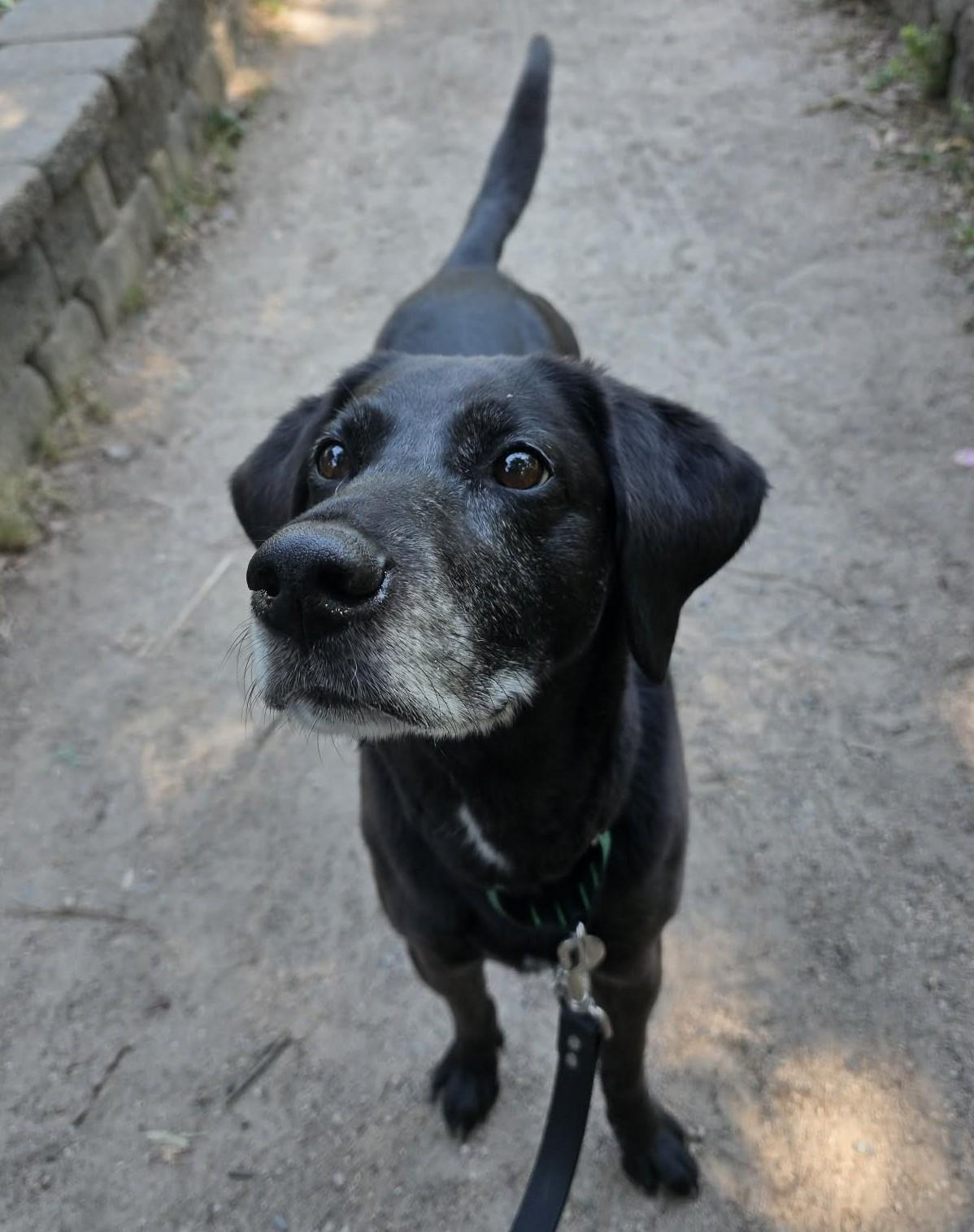 Harper Lee, an adopted mixed breed in Charlotte, NC image 3/6