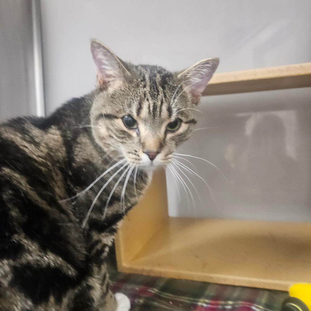 Henery, Adoptable, Adult Male Domestic Short Hair.