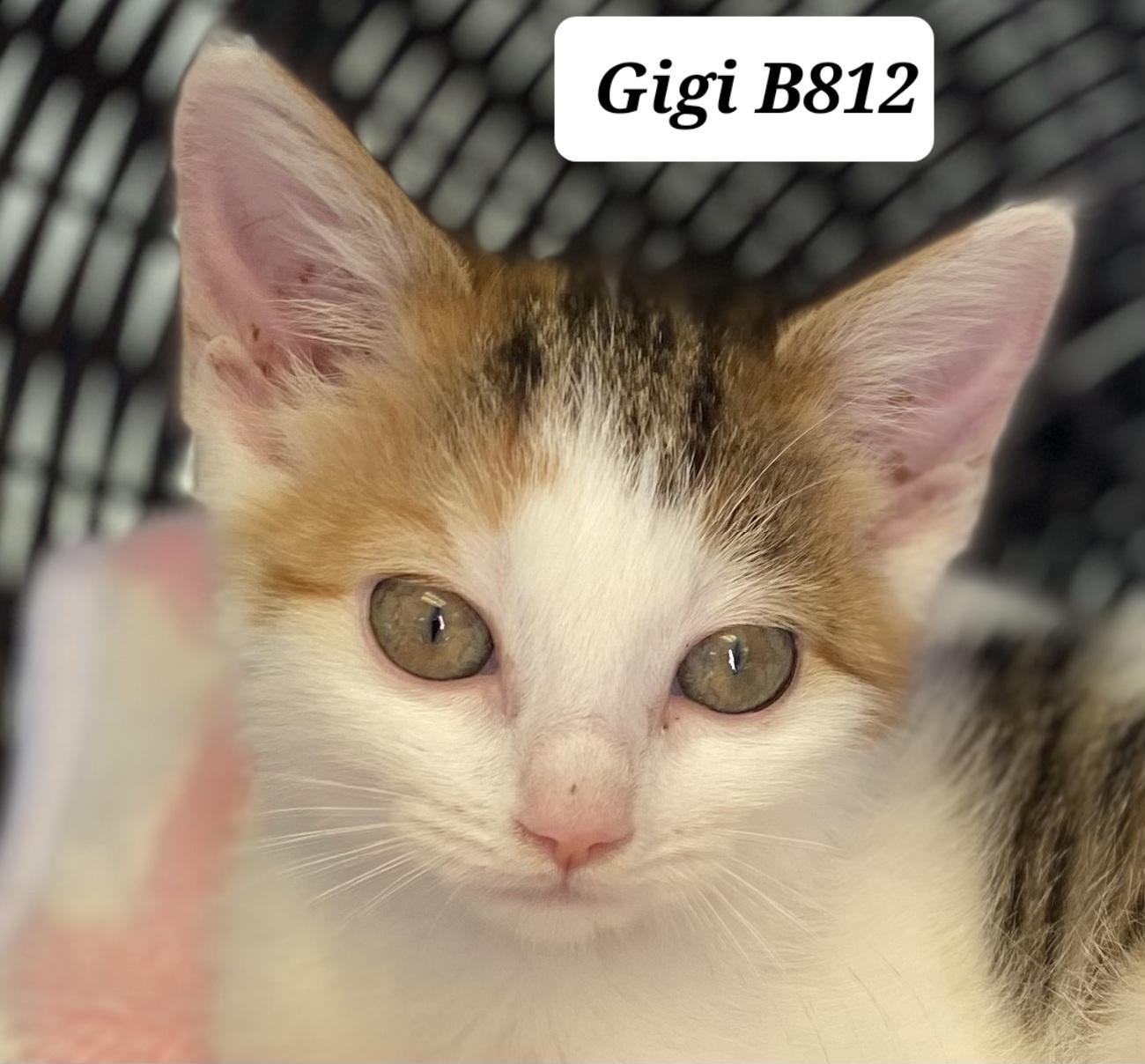 Gigi, ADOPTABLE, Kitten Female Domestic Short Hair.