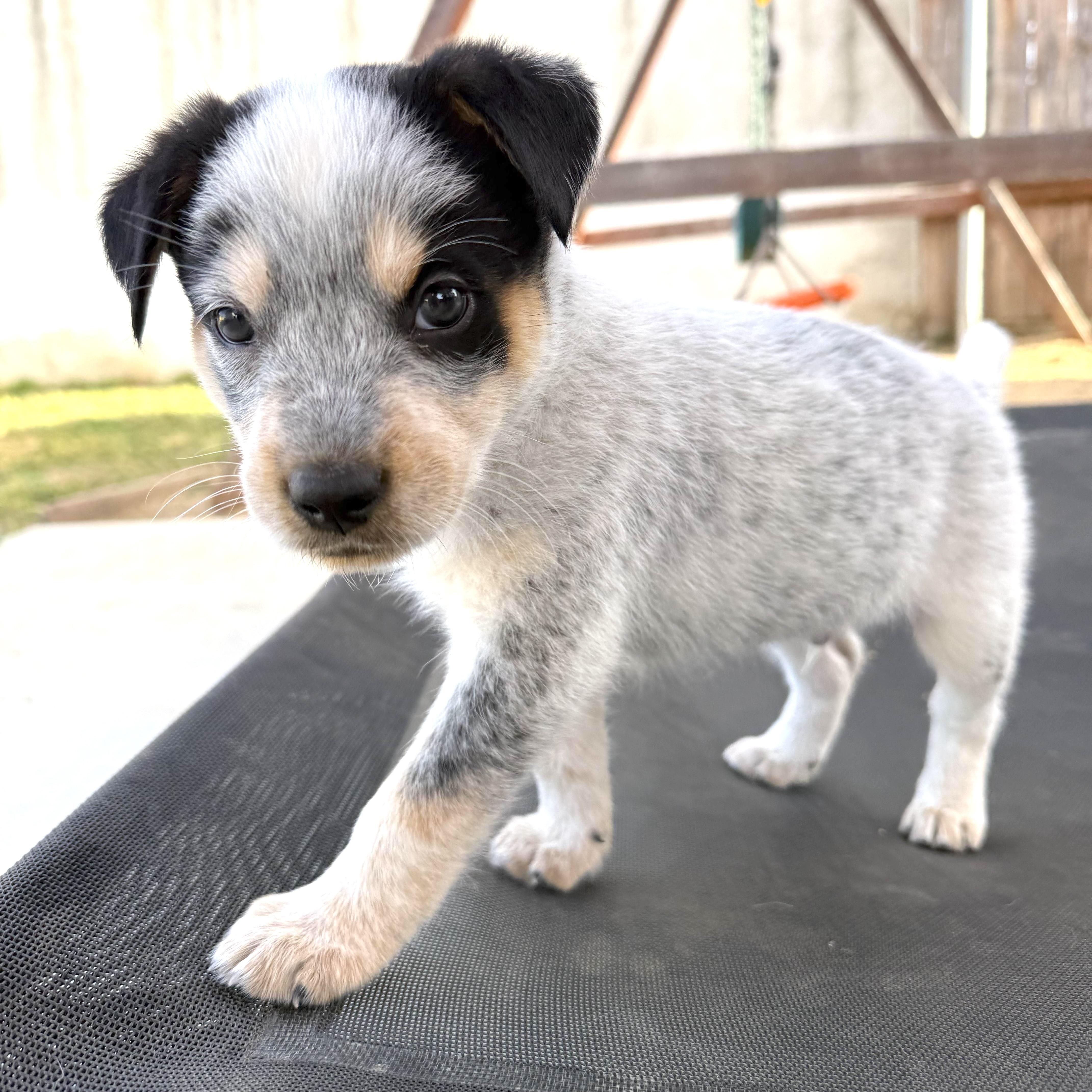 Enlarge Mick, a ADOPTABLE Cattle Dog in Sun Valley, CA image 5/5