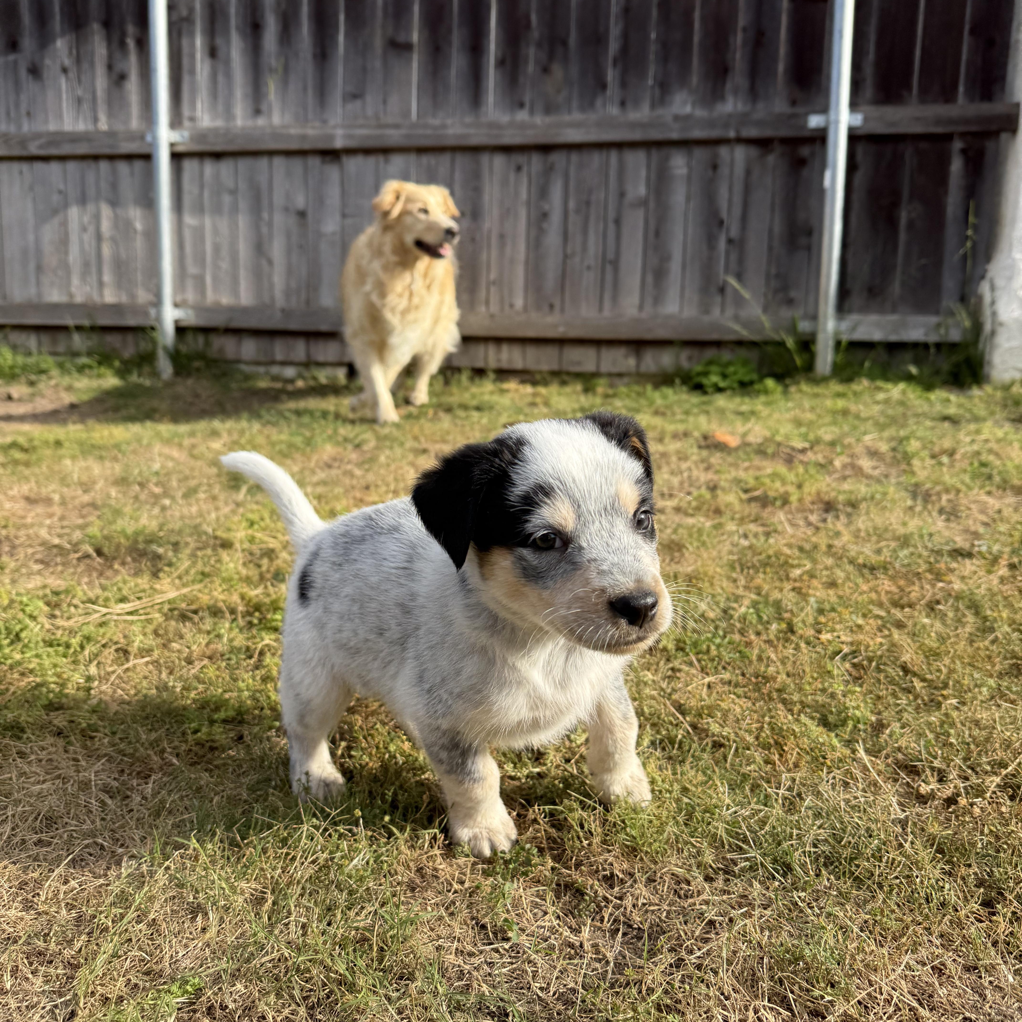 Enlarge Mick, a ADOPTABLE mixed breed in Sun Valley, CA image 2/5