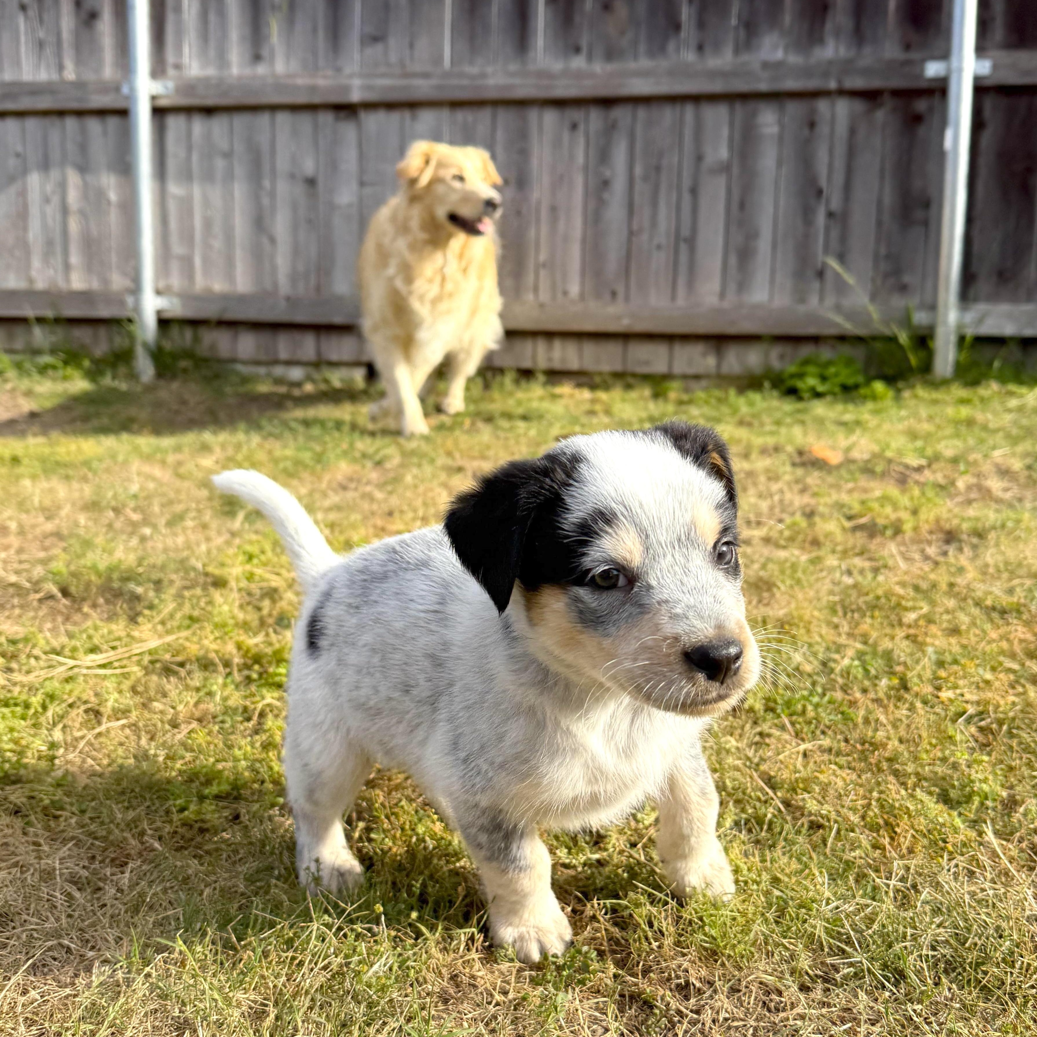 Enlarge Mick, a ADOPTABLE Cattle Dog in Sun Valley, CA image 4/5