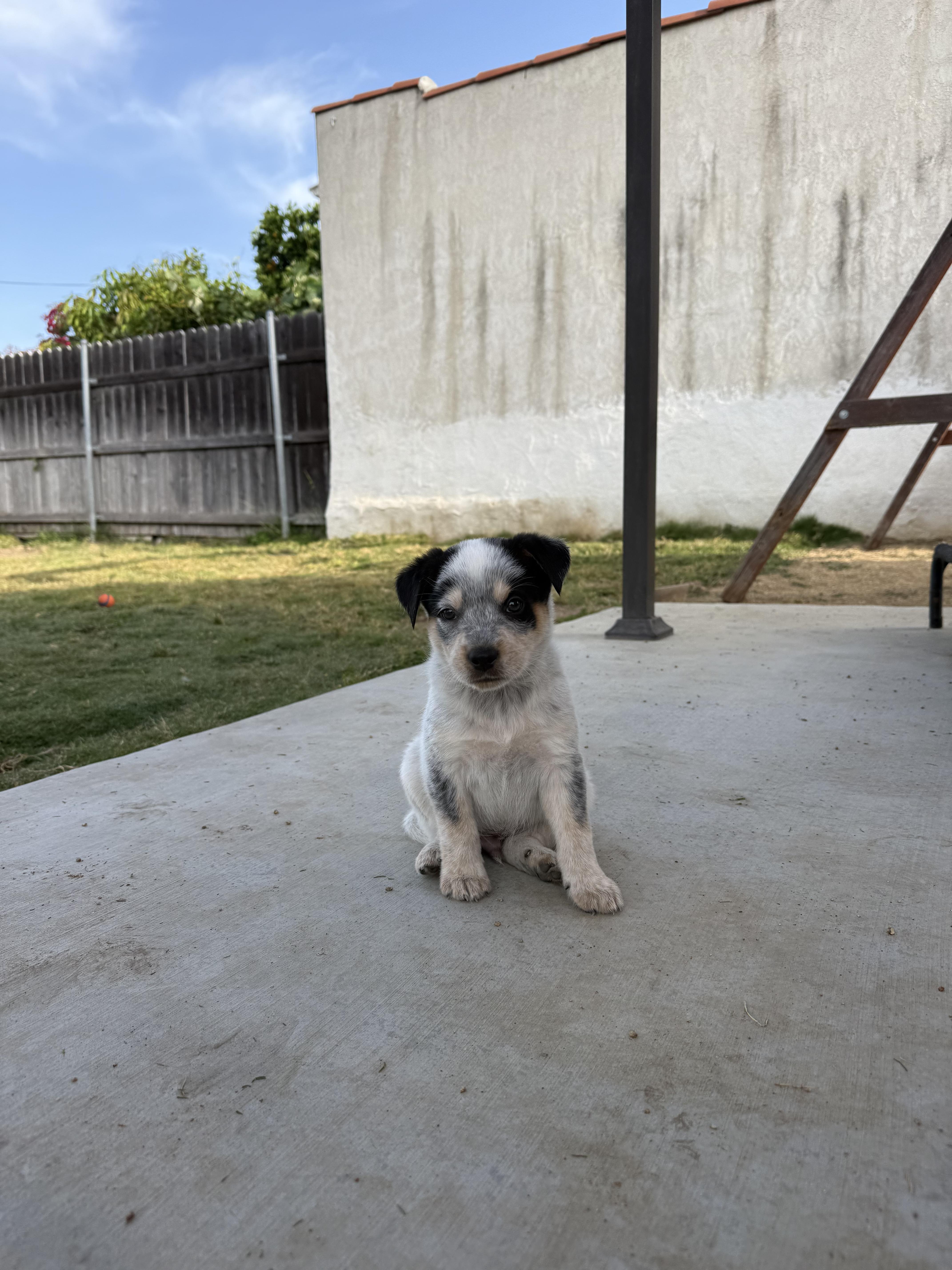 Enlarge Mick, a ADOPTABLE mixed breed in Sun Valley, CA image 5/5