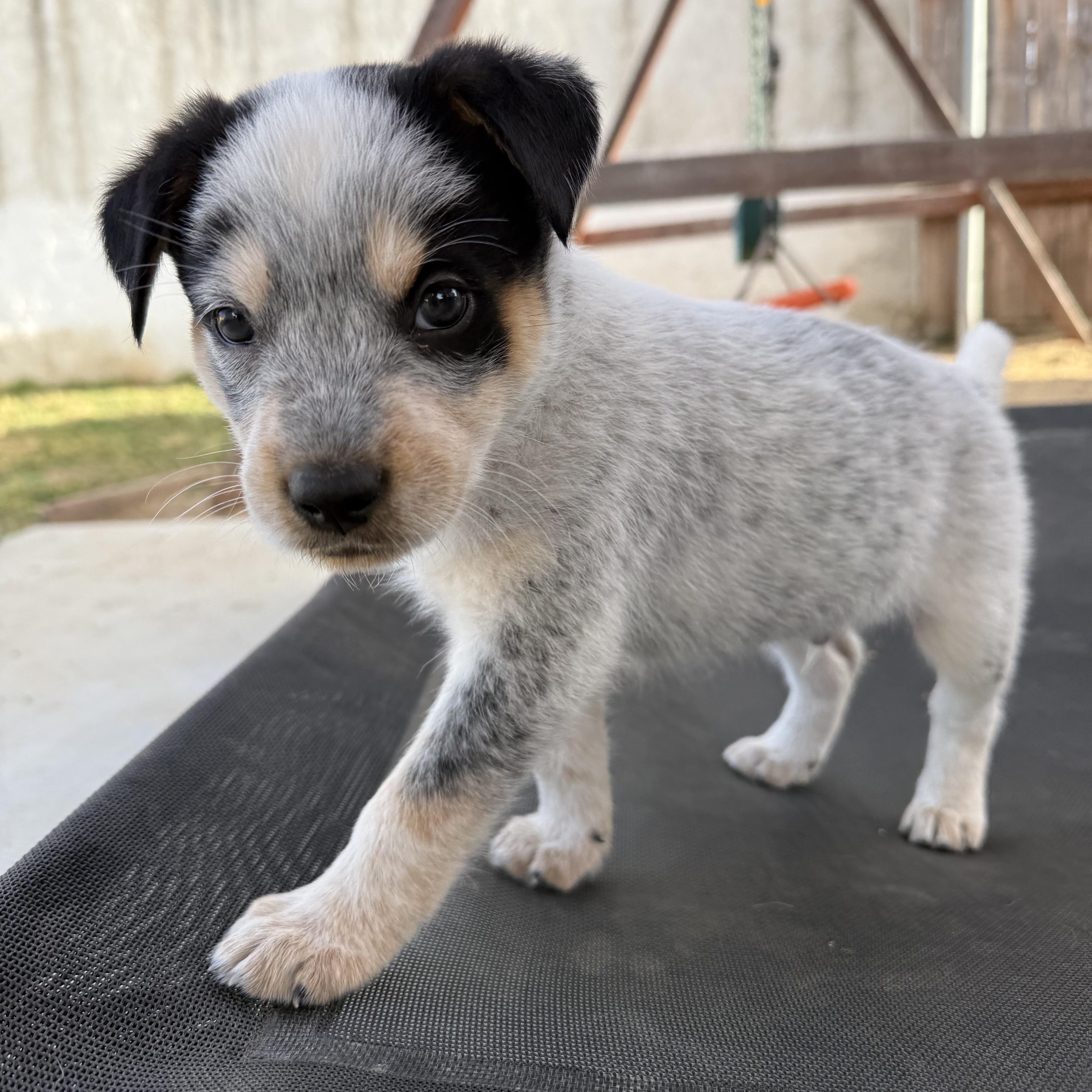 Enlarge Mick, a ADOPTABLE mixed breed in Sun Valley, CA image 3/5