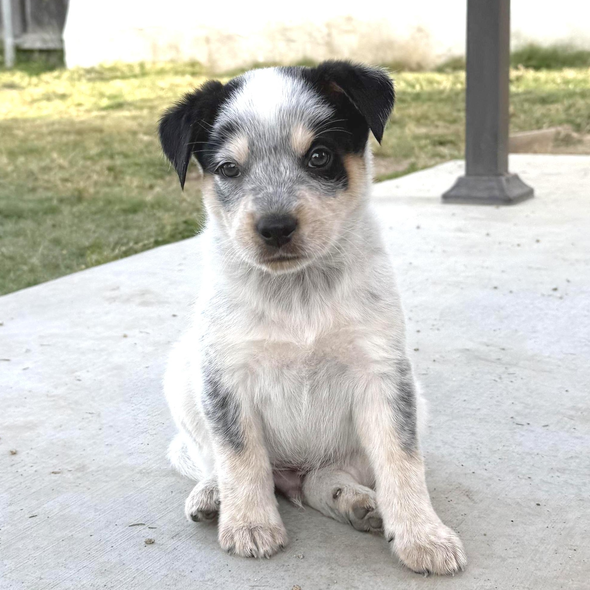 Mick, ADOPTABLE, Puppy Male Cattle Dog.