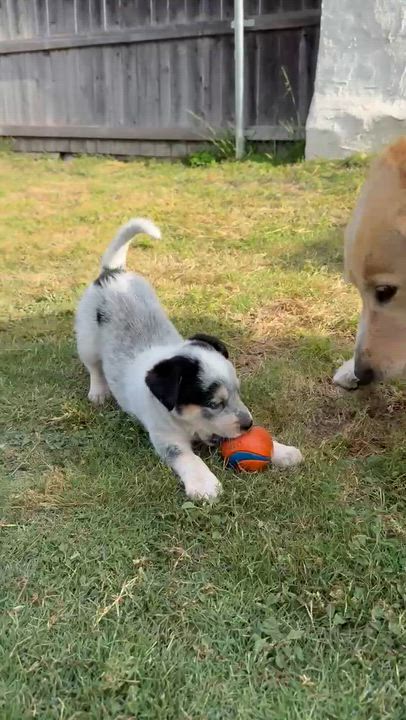 Enlarge Mick, a ADOPTABLE mixed breed in Sun Valley, CA video 4/5