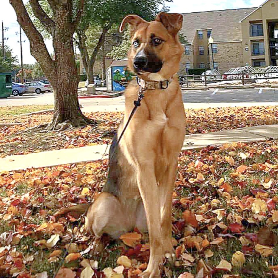 Astra — thumbnail 2