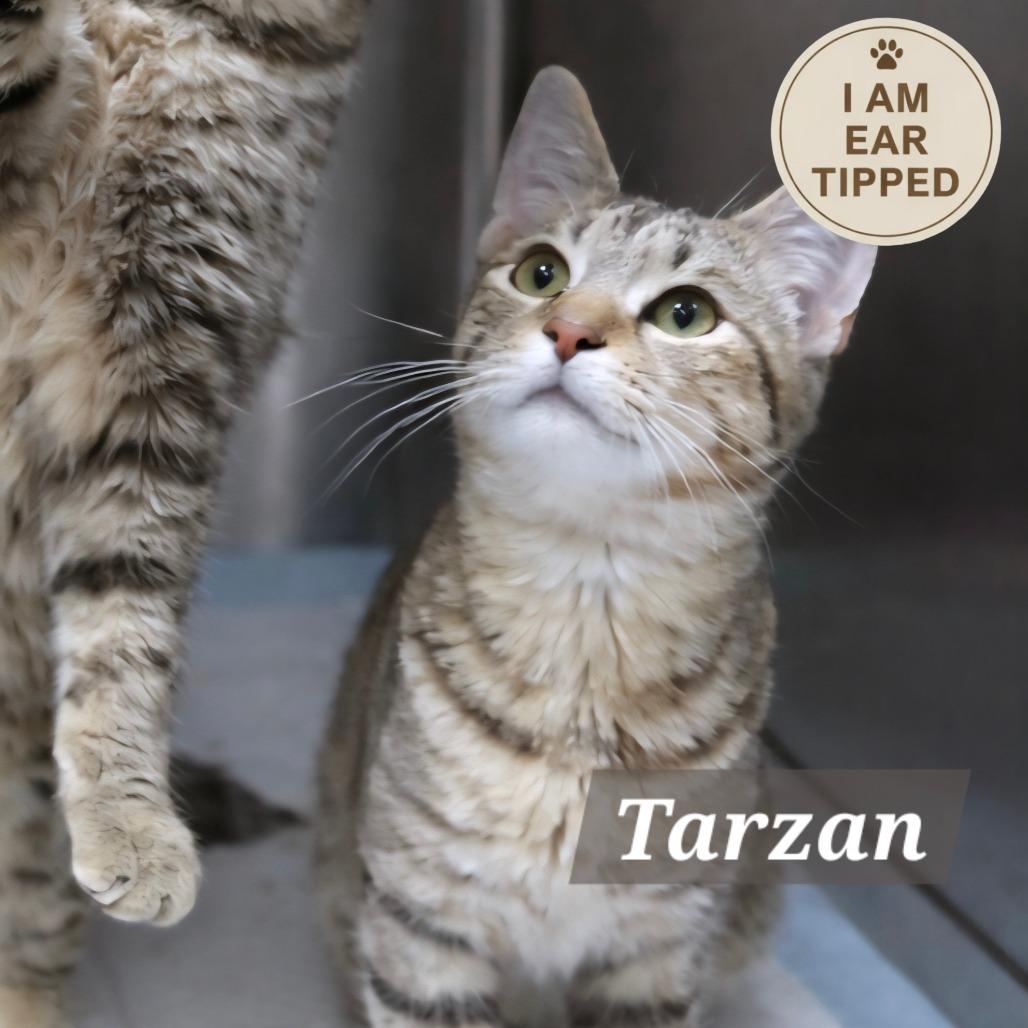 Enlarge Tarzan, a Adoptable Domestic Short Hair in Sidney, OH image 1/1