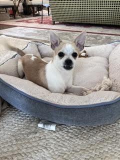 Hux, an adopted mixed breed in Cumming, GA image 6/6