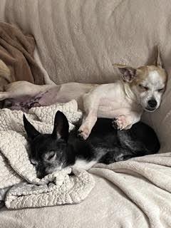 Hux, an adopted mixed breed in Cumming, GA image 4/6