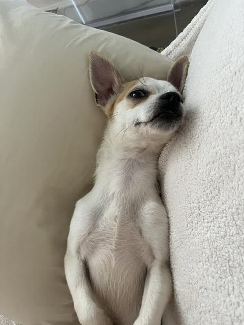 Hux, an adopted mixed breed in Cumming, GA image 3/6