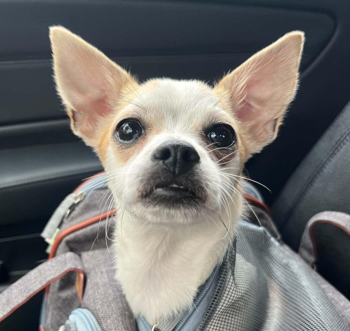 Hux, an adopted mixed breed in Cumming, GA image 1/6