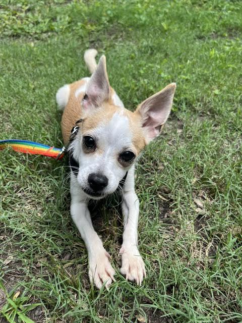 Hux, an adopted mixed breed in Cumming, GA image 2/6