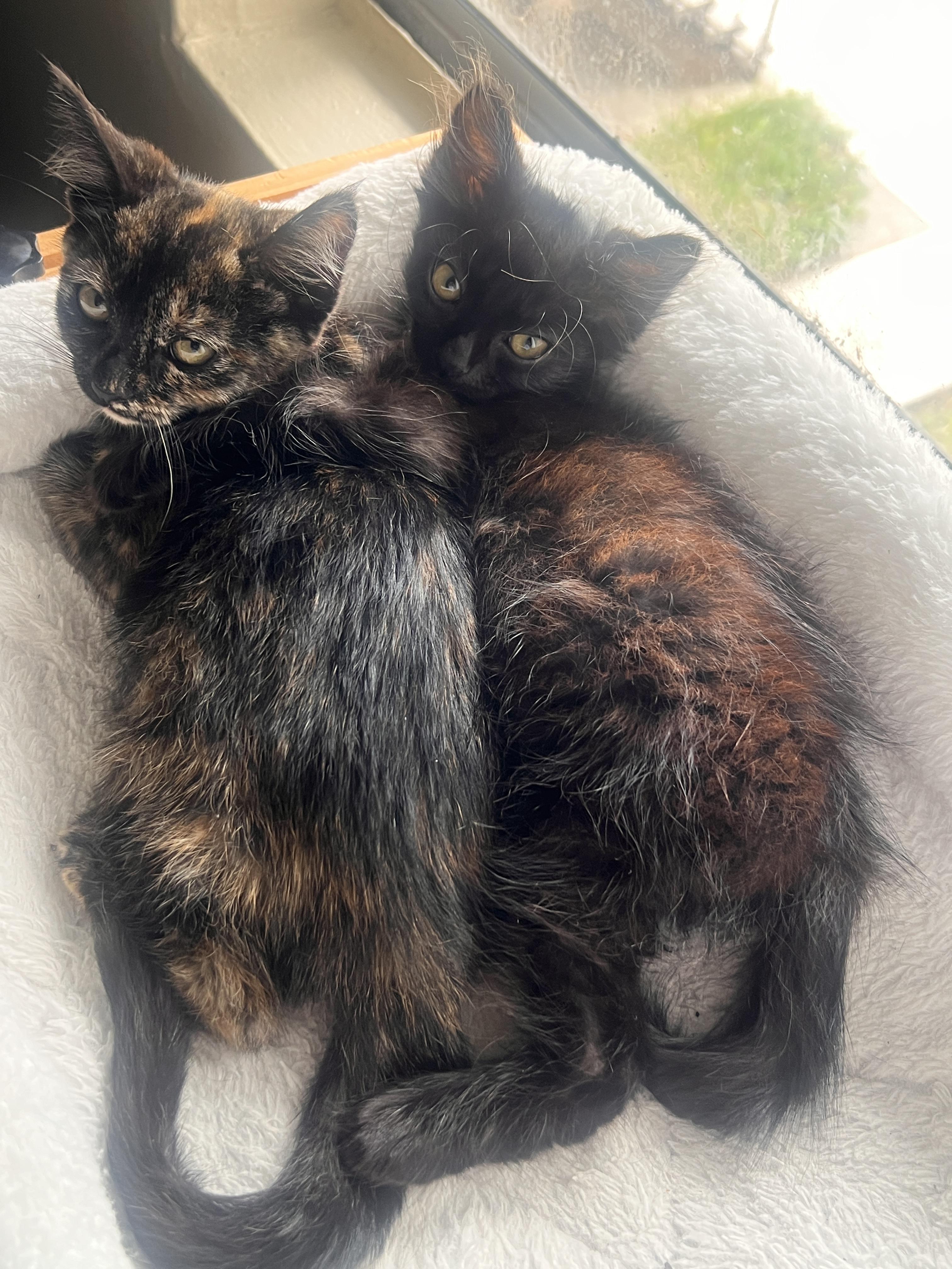 Enlarge Cabana, an adopted Domestic Short Hair in Santa Ana, CA image 4/6