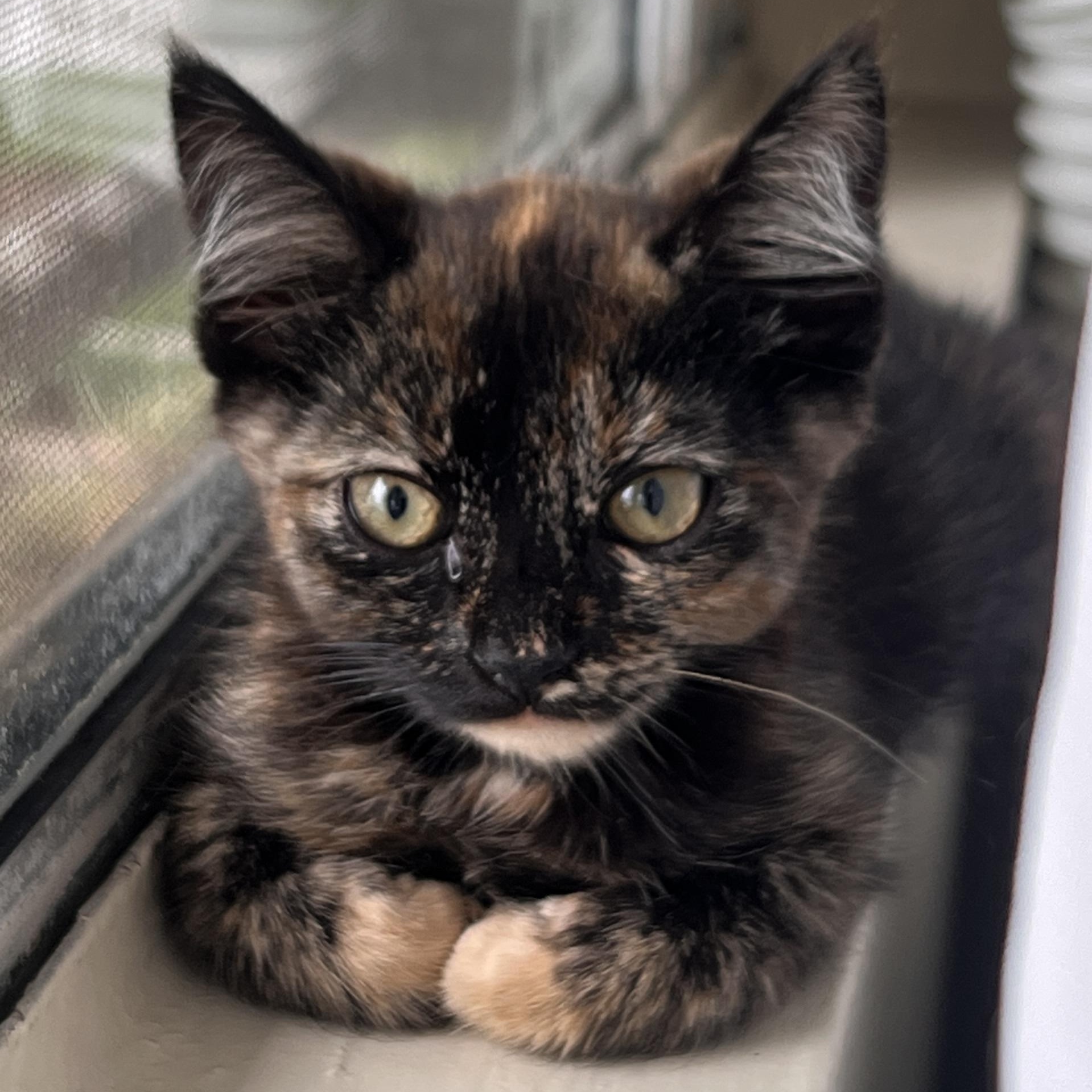 Enlarge Cabana, an adopted Domestic Short Hair in Santa Ana, CA image 1/6