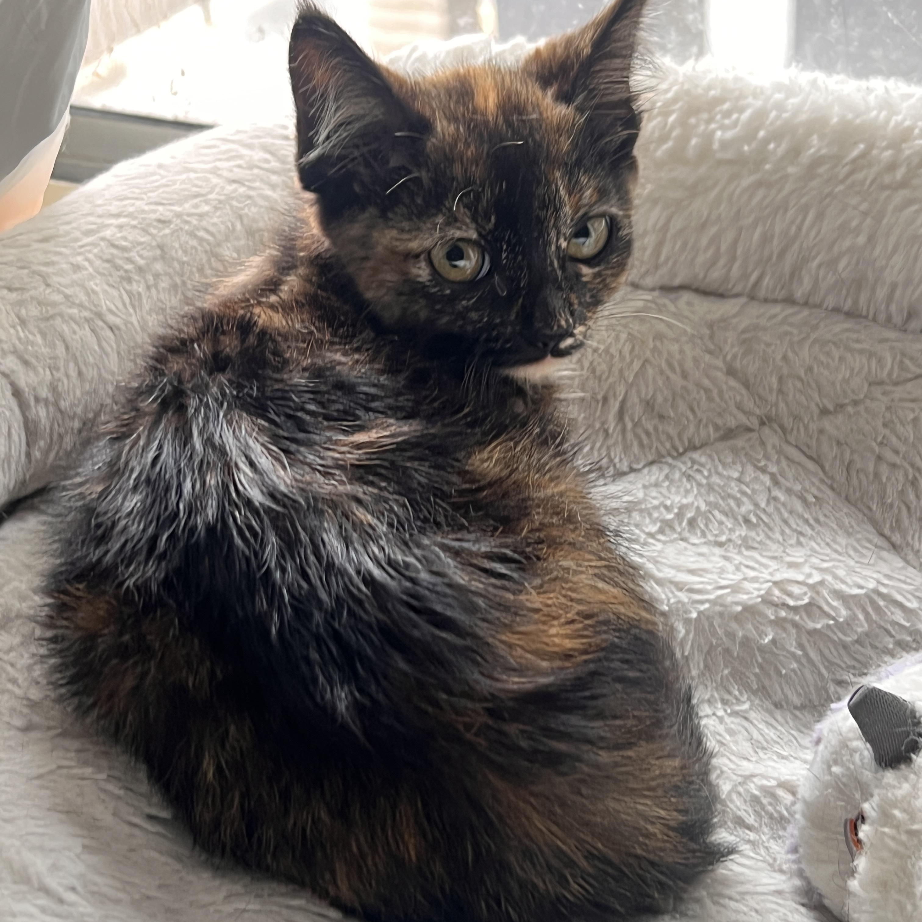 Enlarge Cabana, an adopted Domestic Short Hair in Santa Ana, CA image 5/6