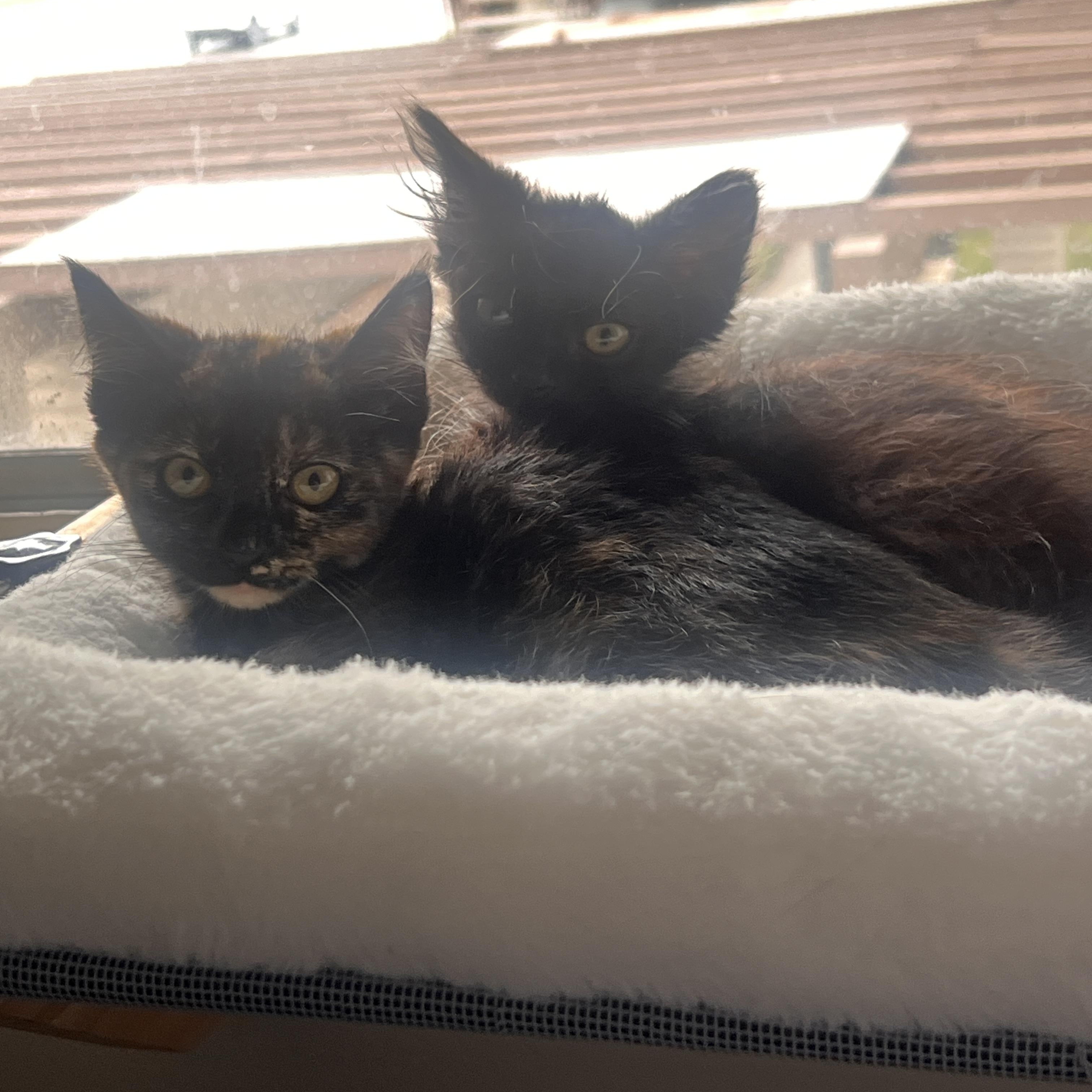 Enlarge Cabana, an adopted Domestic Short Hair in Santa Ana, CA image 6/6