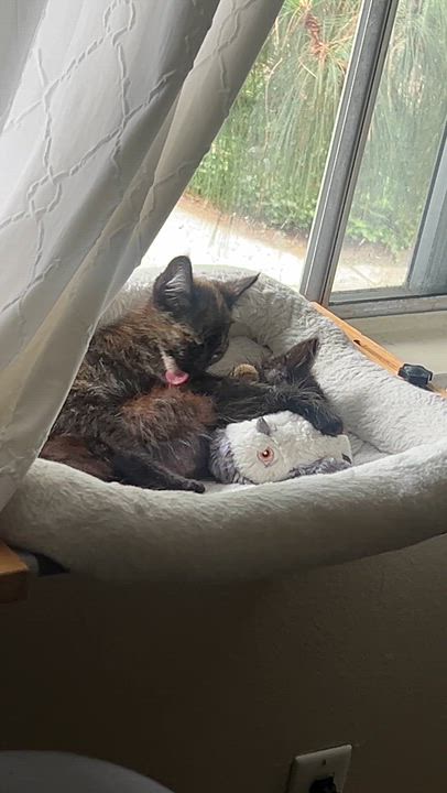 Enlarge Cabana, an adopted Domestic Short Hair in Santa Ana, CA video 2/6