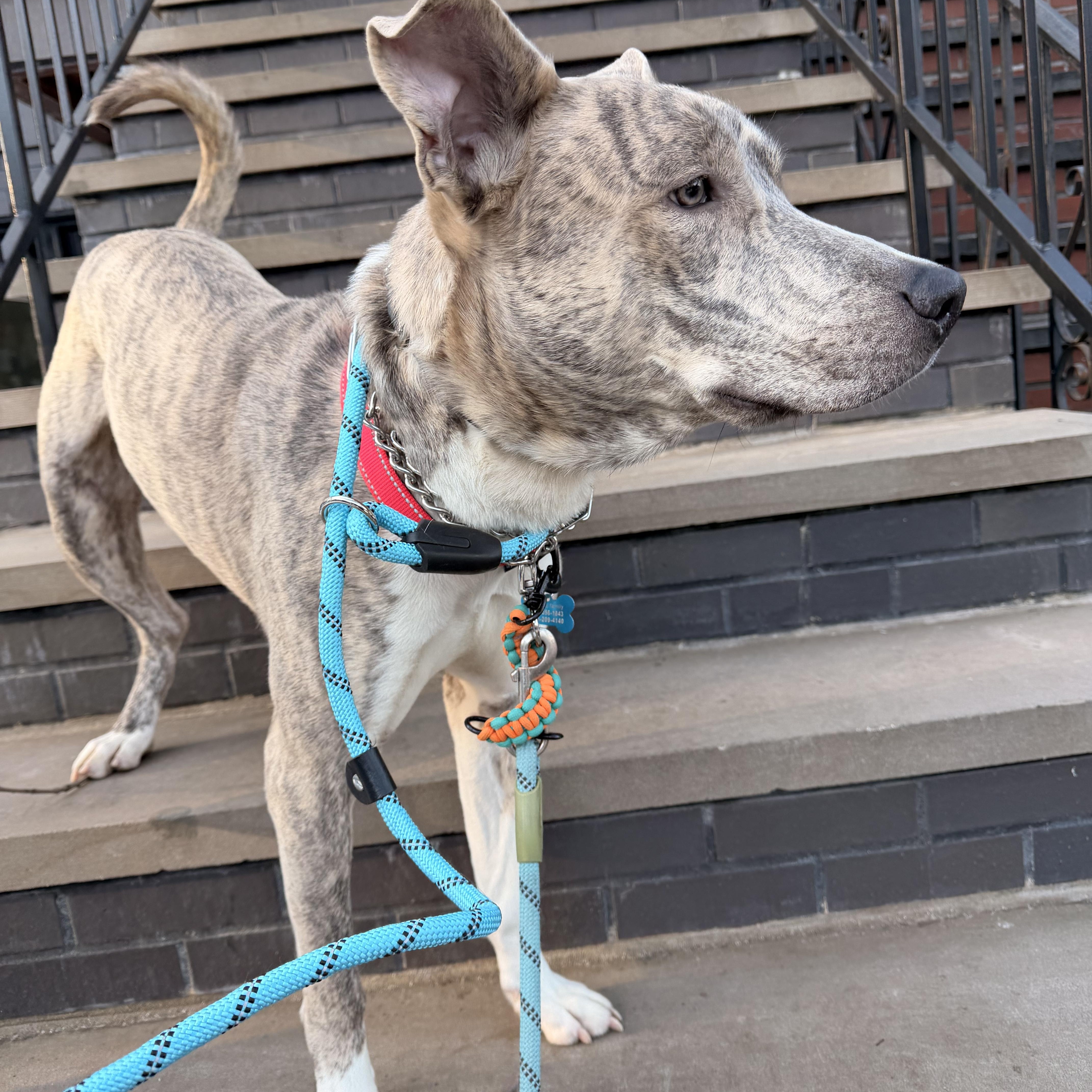 Enlarge Ash , a Adoptable mixed breed in New Hope, PA image 6/6