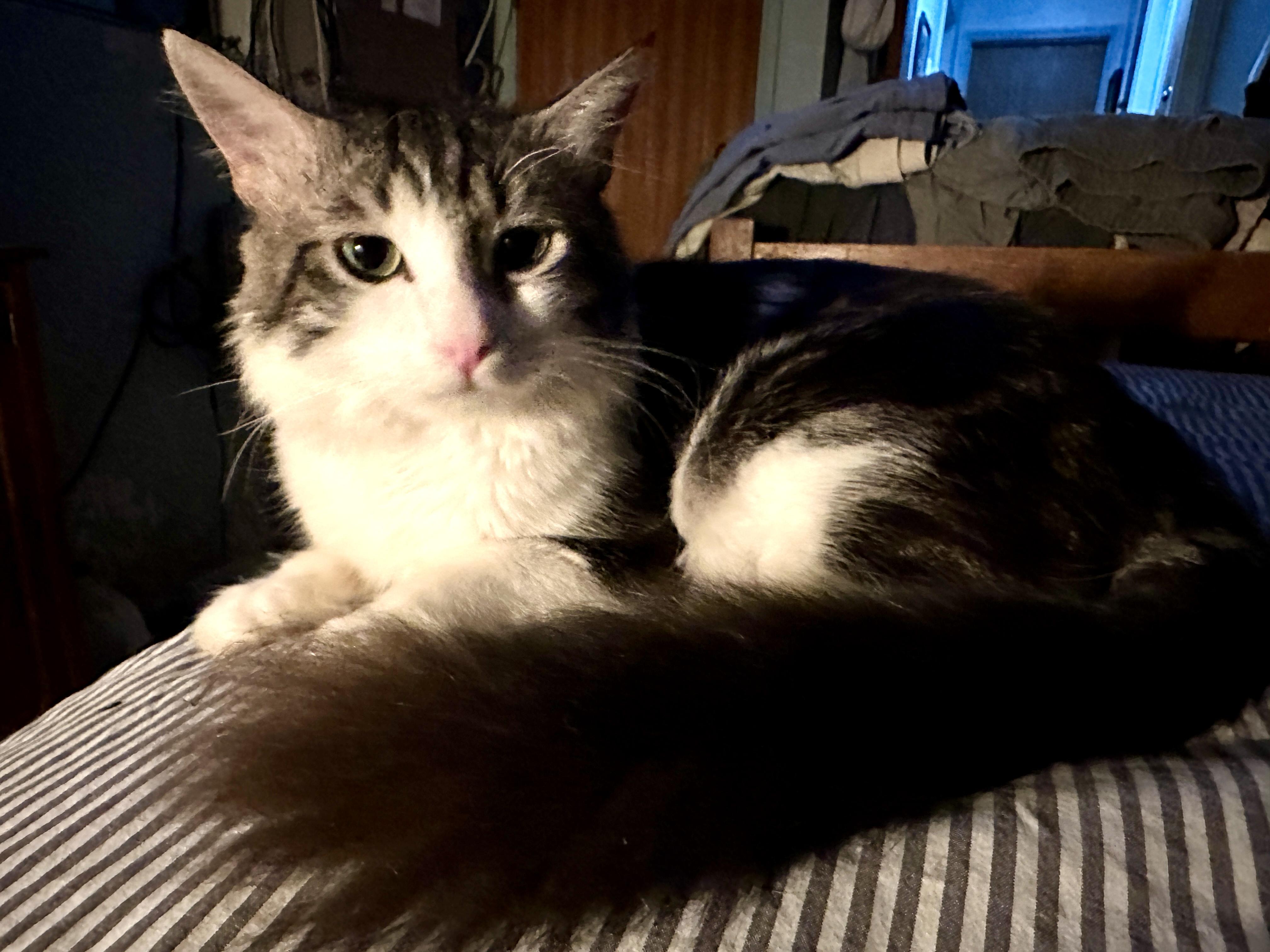 Chevy, adopted, Young Male Maine Coon & Domestic Medium Hair.