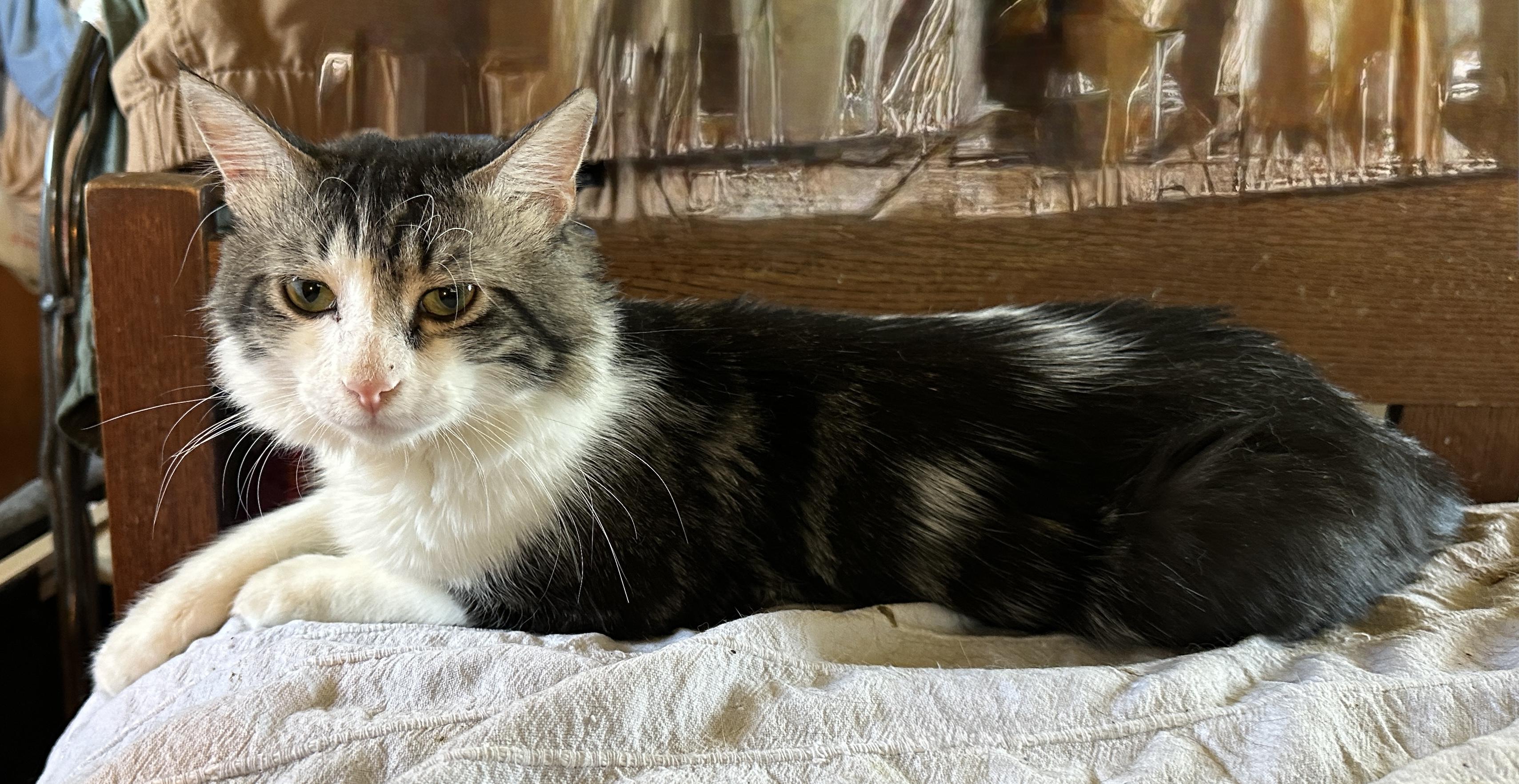 Enlarge Chevy, an adopted mixed breed in Mission Viejo, CA image 5/5