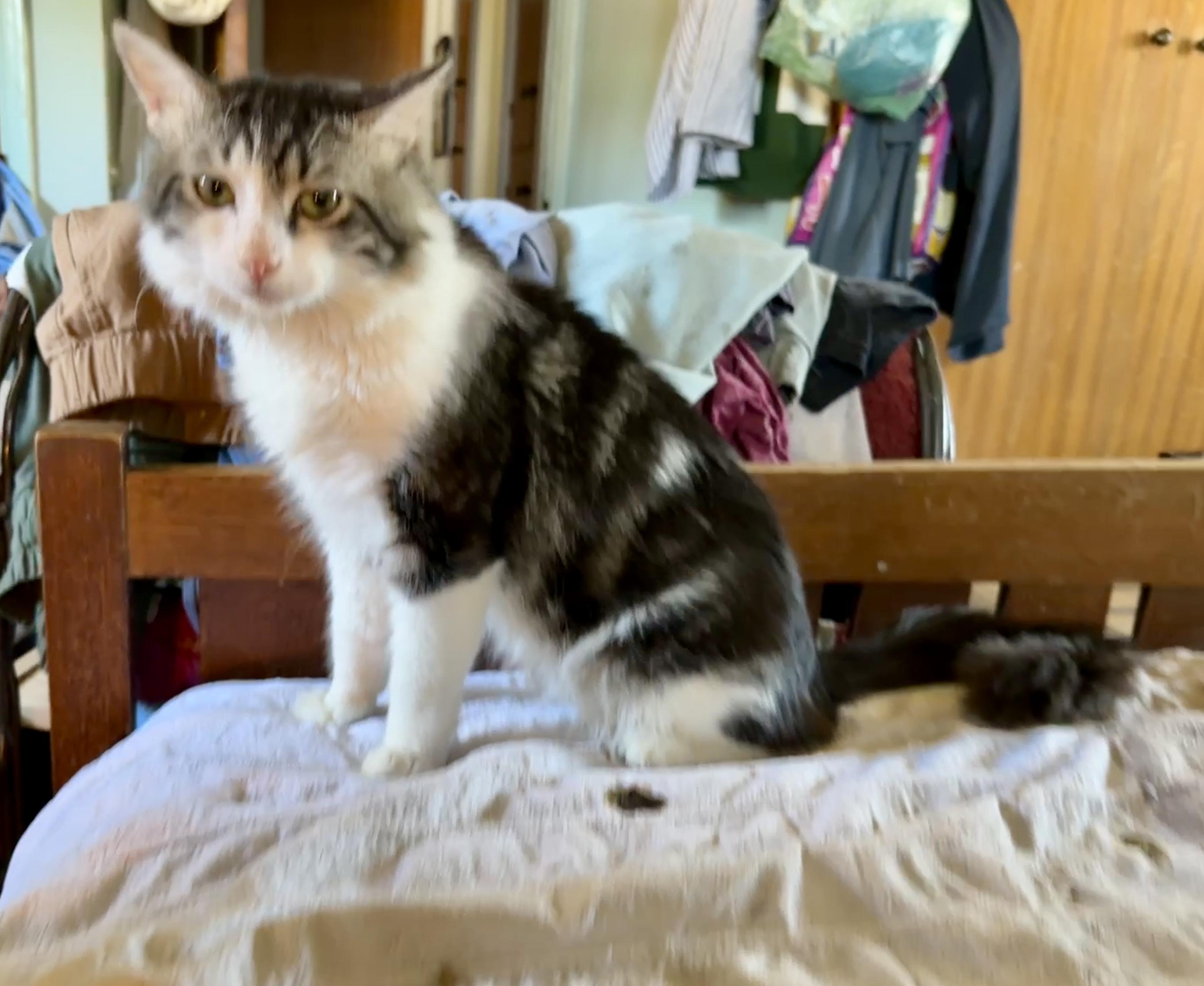 Enlarge Chevy, an adopted mixed breed in Mission Viejo, CA image 3/5