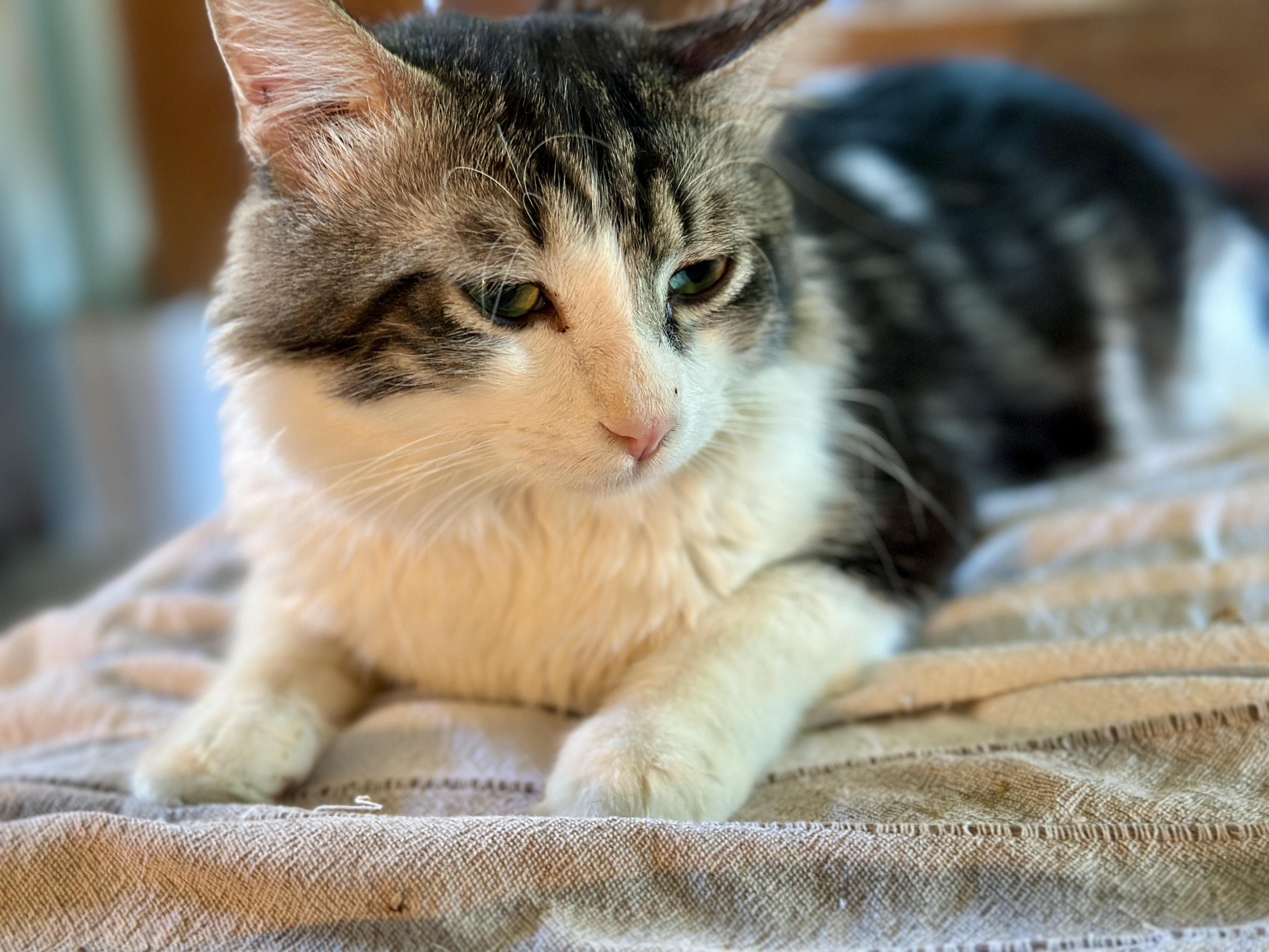 Enlarge Chevy, an adopted mixed breed in Mission Viejo, CA image 4/5