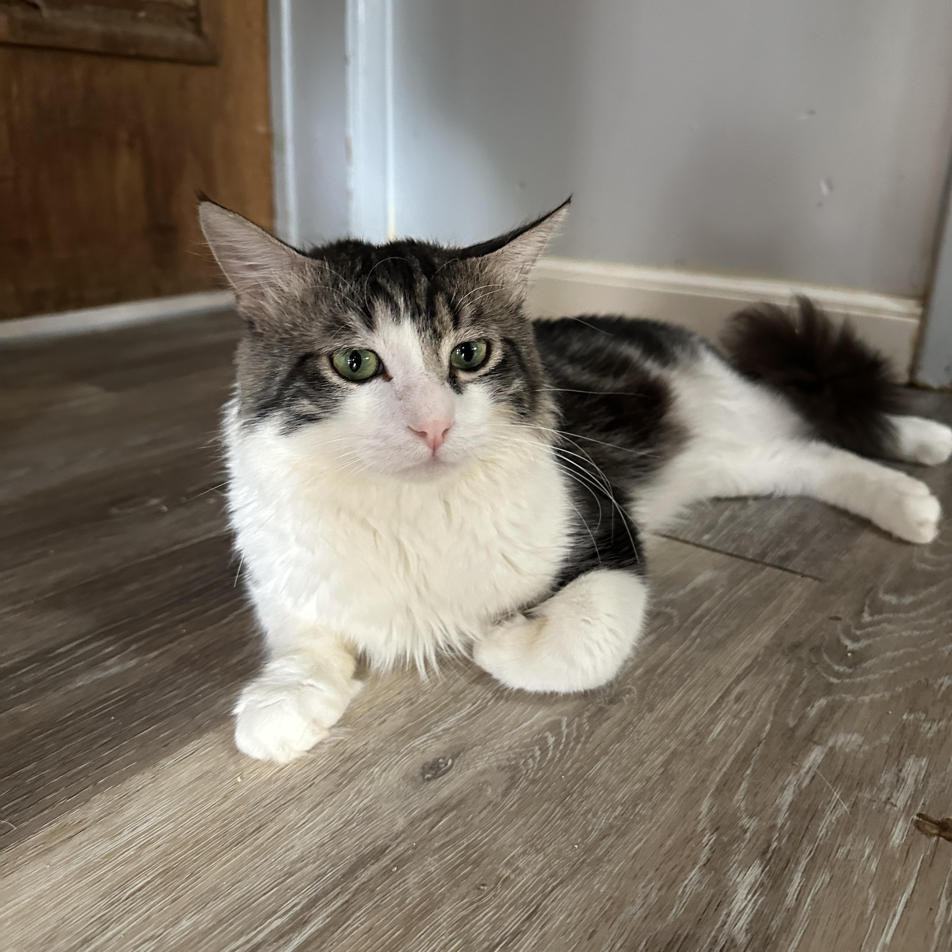 Enlarge Chevy, an adopted mixed breed in Mission Viejo, CA image 2/5