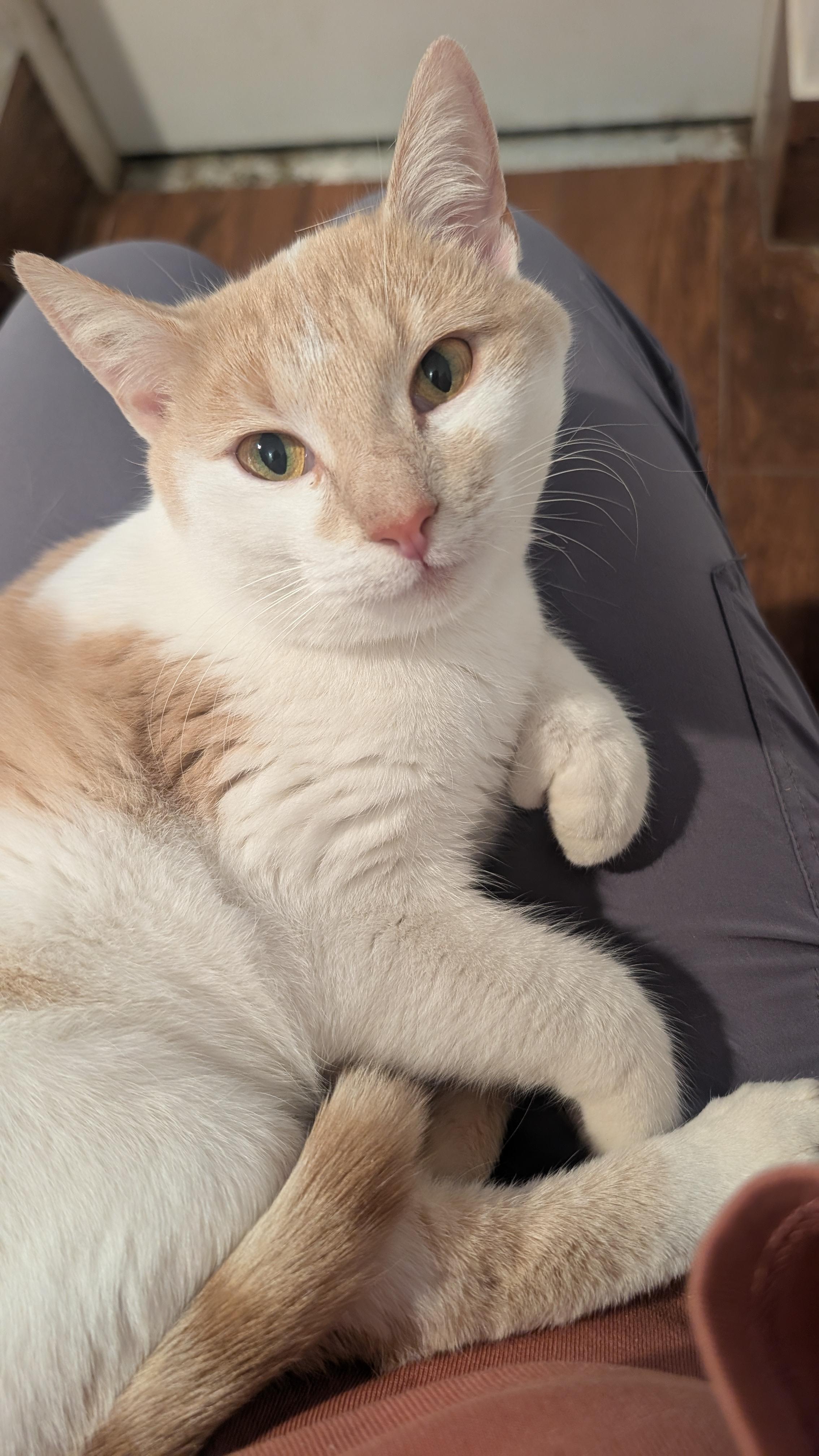 Sandy, adopted, Young Female Domestic Short Hair.