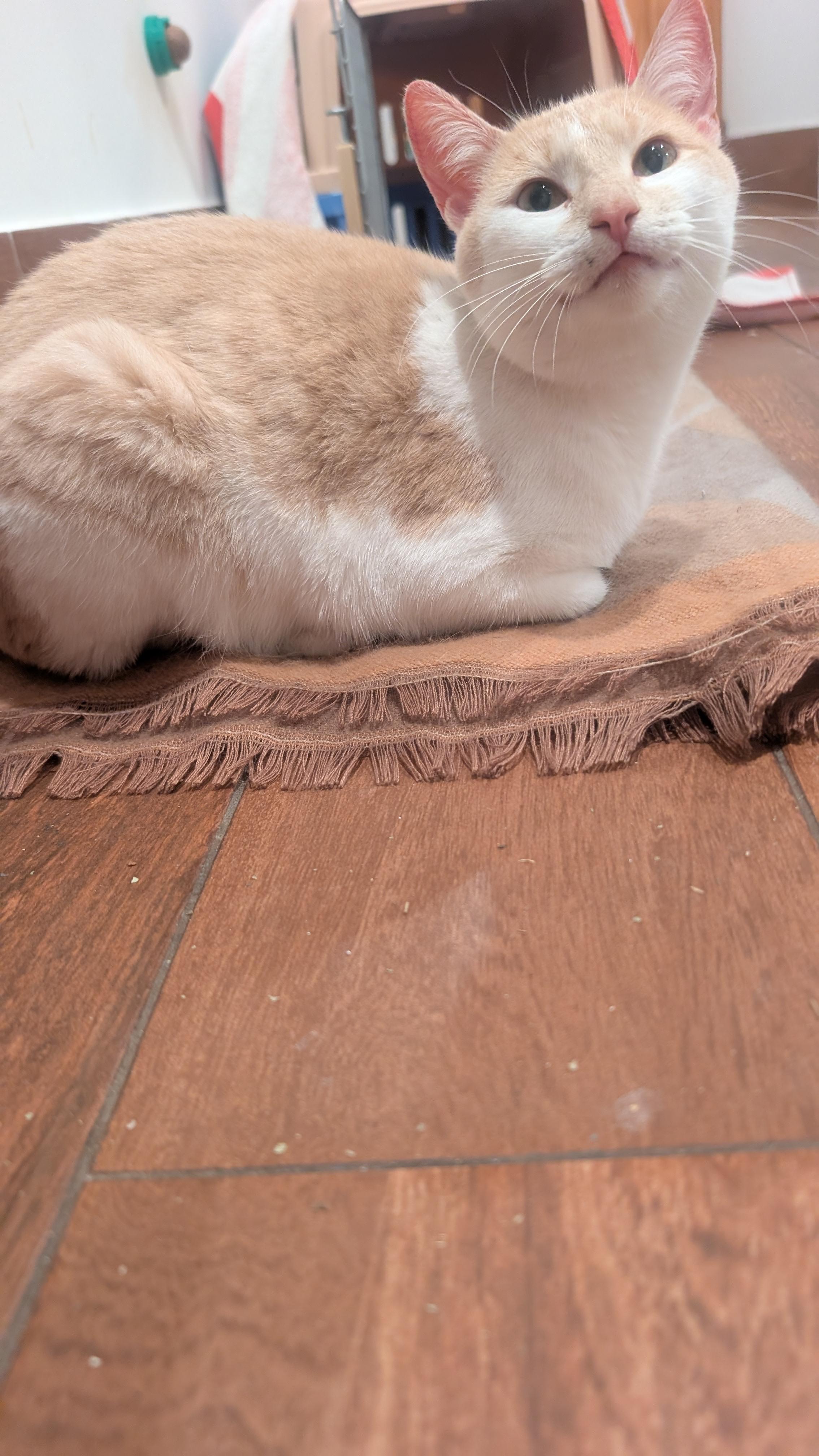 Enlarge Sandy, an adopted Domestic Short Hair in Newark, NJ image 2/3