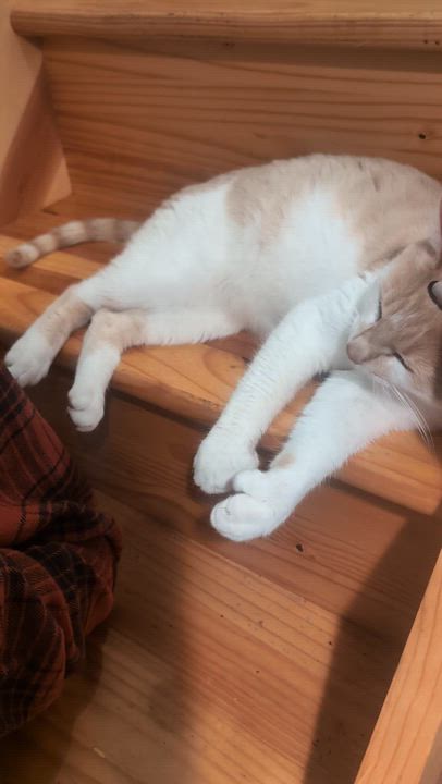 Enlarge Sandy, an adopted Domestic Short Hair in Newark, NJ video 3/3