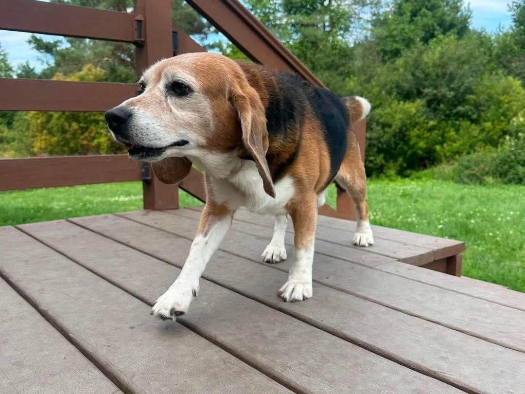 Enlarge Beagle Sheldon, a ADOPTABLE Beagle in Randolph Center, VT image 3/4