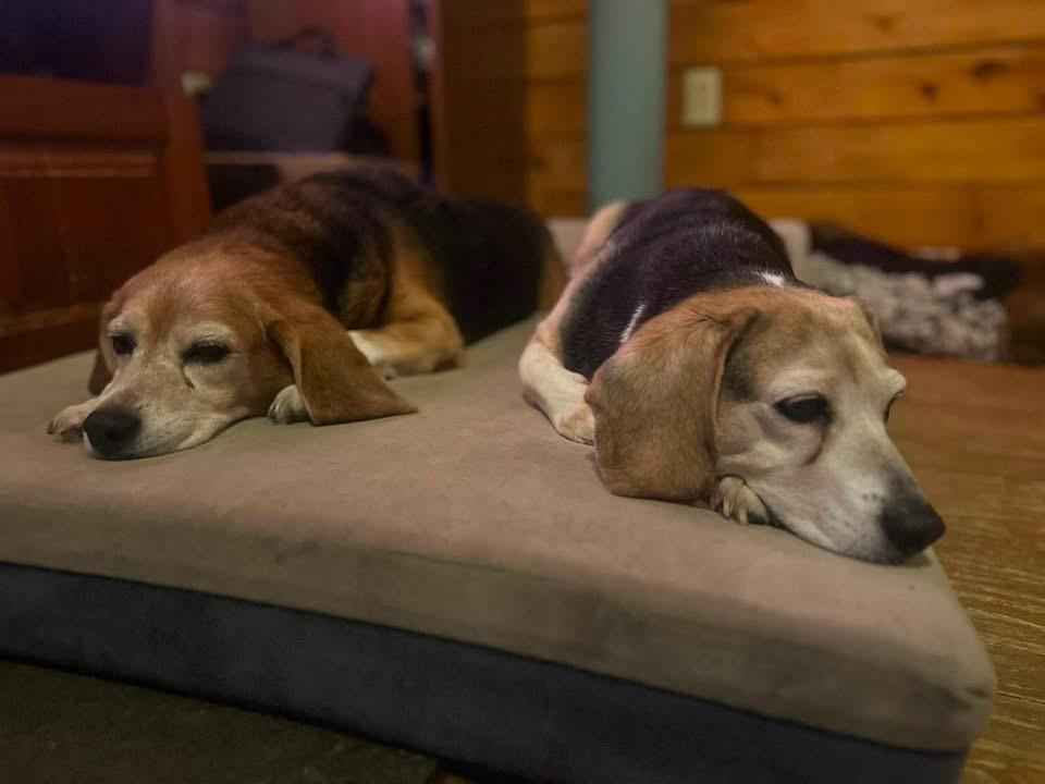 Enlarge Beagle Sheldon, a ADOPTABLE Beagle in Randolph Center, VT image 2/4