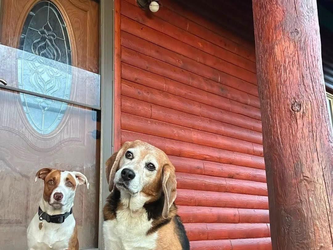 Enlarge Beagle Sheldon, a ADOPTABLE Beagle in Randolph Center, VT image 4/4