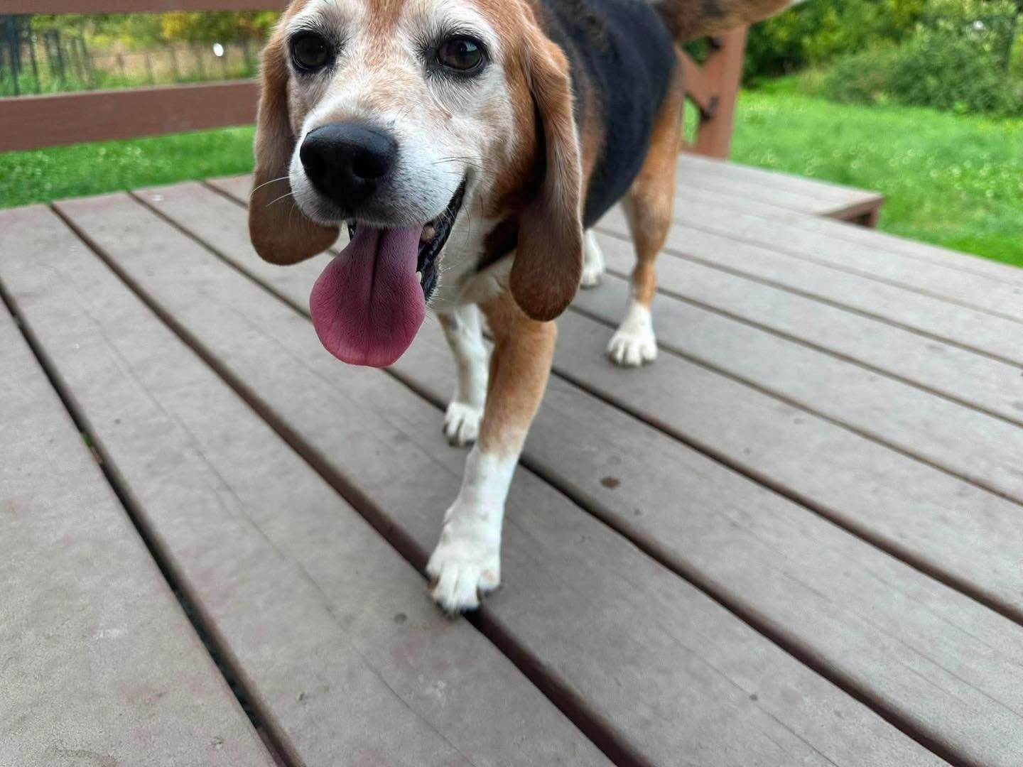 Beagle Sheldon, ADOPTABLE, Senior Male Beagle.