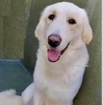 Brody _ Just Wants Love, Adoptable, Adult Male Great Pyrenees.