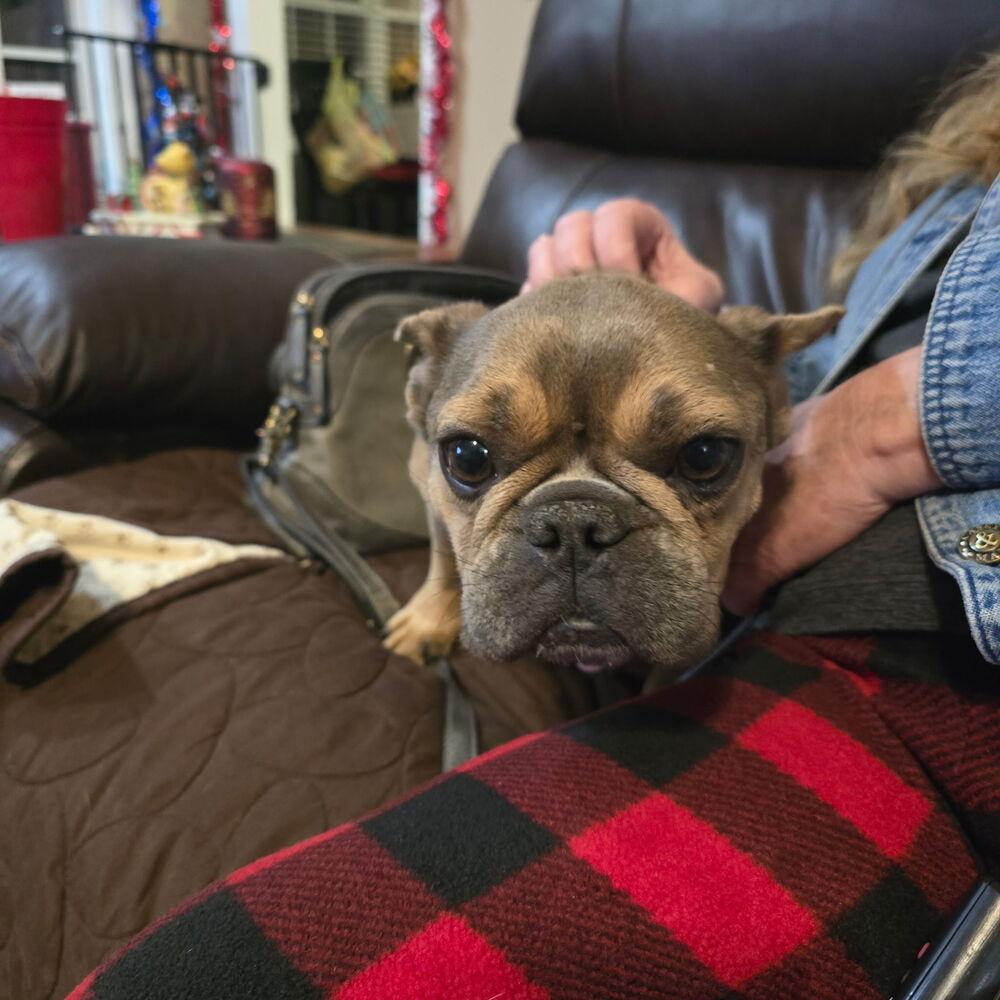 Enlarge Destiny Hope -4784 AL, a Adopted French Bulldog in Maryville, TN image 1/4
