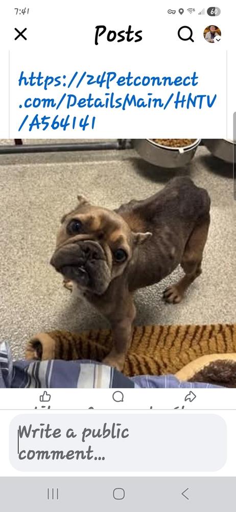 Enlarge Destiny Hope -4784 AL, a Adopted French Bulldog in Maryville, TN image 2/4