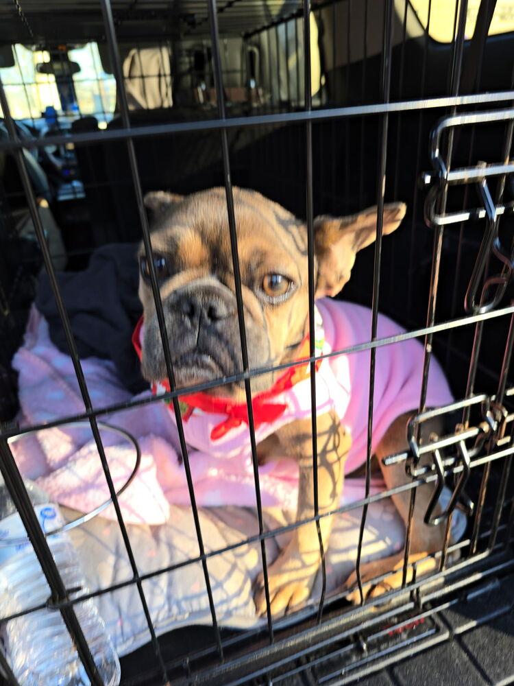 Enlarge Destiny Hope -4784 AL, a Adopted French Bulldog in Maryville, TN image 3/4