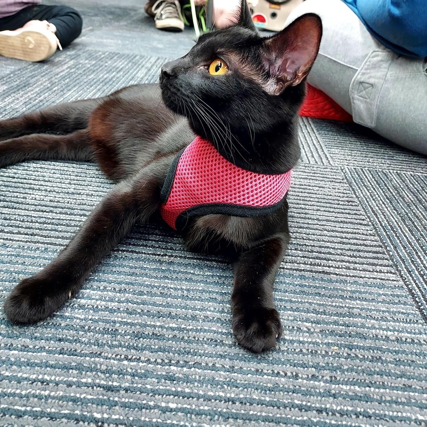 Savi, a Adoptable Domestic Short Hair in Libby, MT image 1/2