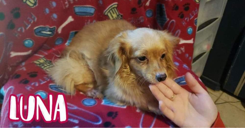 LUNA, Adoptable, Adult Female Chihuahua.