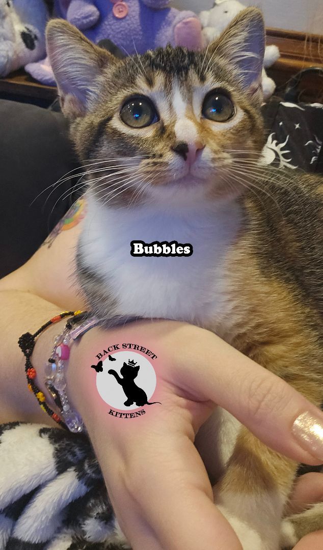 Enlarge Bubbles , a Adopted Domestic Short Hair in Dacula, GA image 1/6