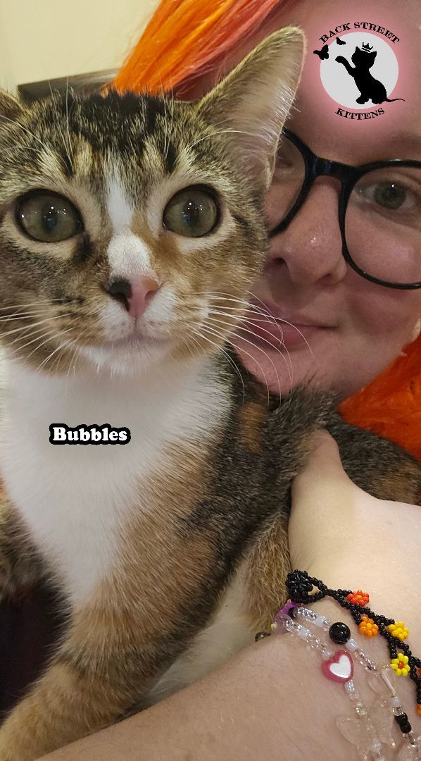 Enlarge Bubbles , a Adopted Domestic Short Hair in Dacula, GA image 2/6