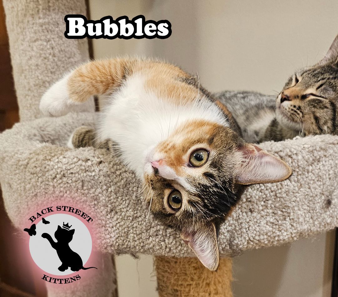 Enlarge Bubbles , a Adopted Domestic Short Hair in Dacula, GA image 3/6