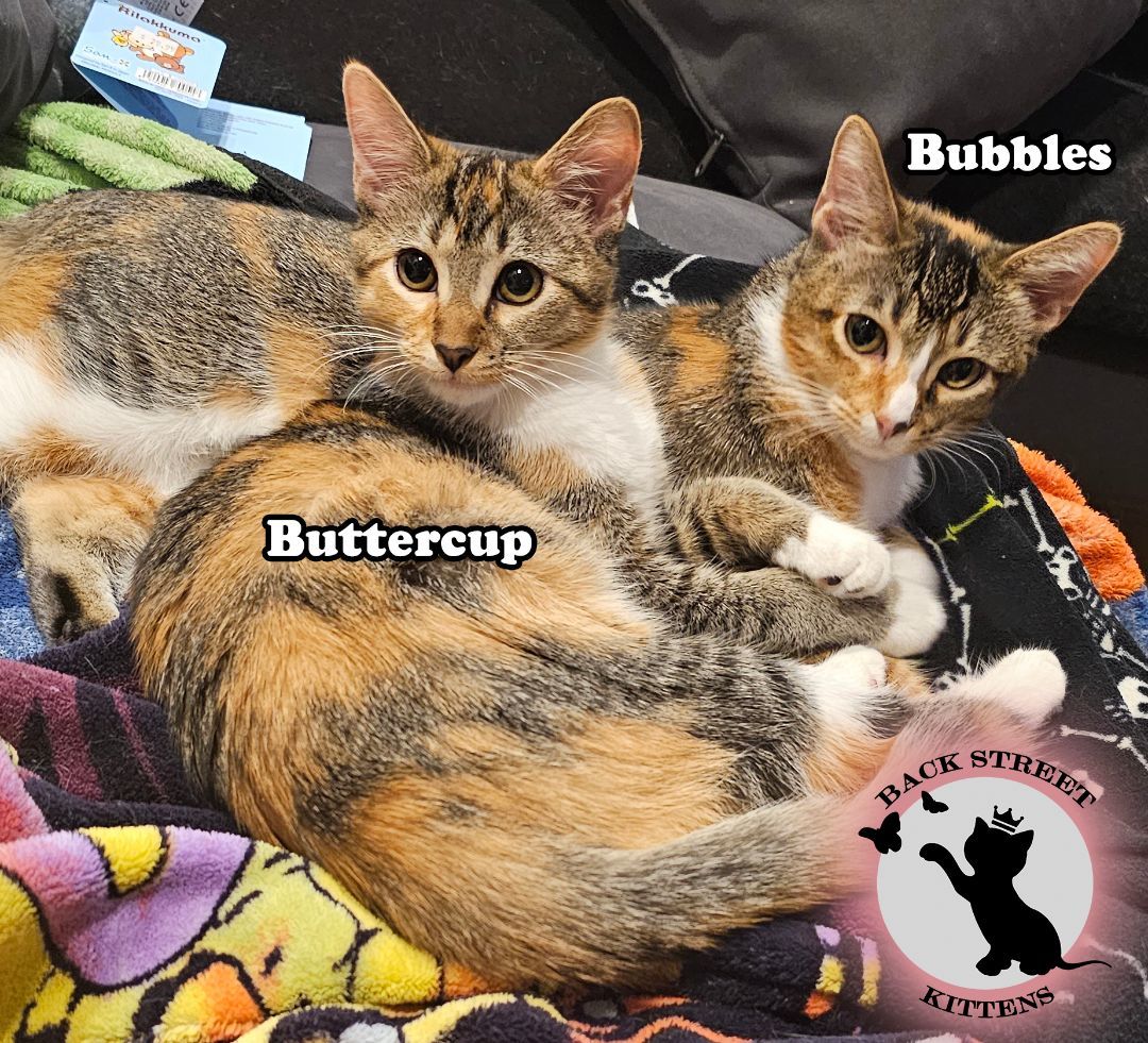 Enlarge Bubbles , a Adopted Domestic Short Hair in Dacula, GA image 4/6