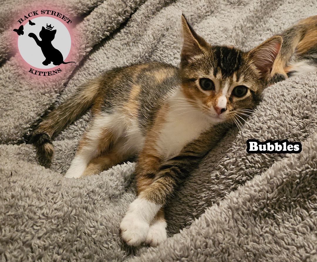 Enlarge Bubbles , a Adopted Domestic Short Hair in Dacula, GA image 5/6