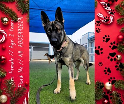 Violet, Adoptable, Adult Female German Shepherd Dog & Mixed Breed.