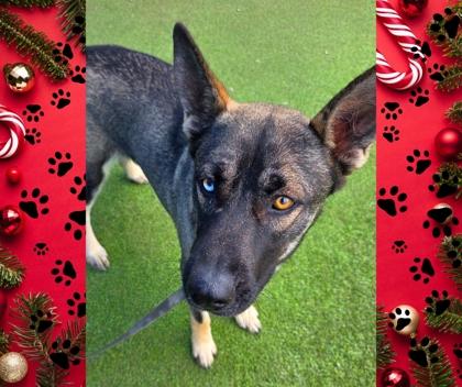 Violet, a Adoptable mixed breed in Fresno, CA image 2/3