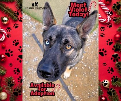 Violet, a Adoptable mixed breed in Fresno, CA image 3/3