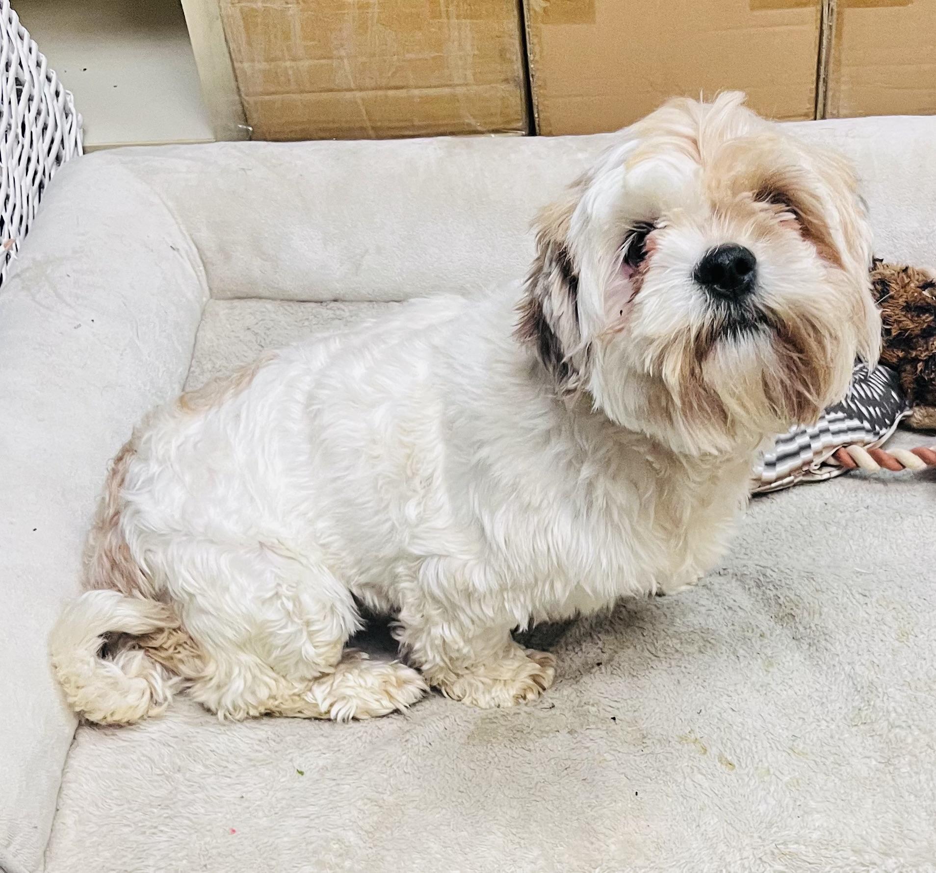 Sweet pea, adopted, Adult Male Shih Tzu.